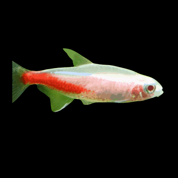 Albino Neon Tetra Paracheirodon Innesi - 2cm - Real Aquatics