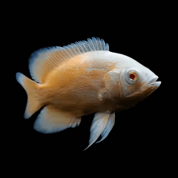 Albino Orange Oscar Astronotus Ocellatus