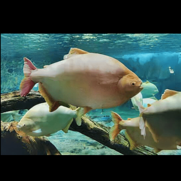 Albino Pacu Colossoma Brachypomum 4cm - Real Aquatics