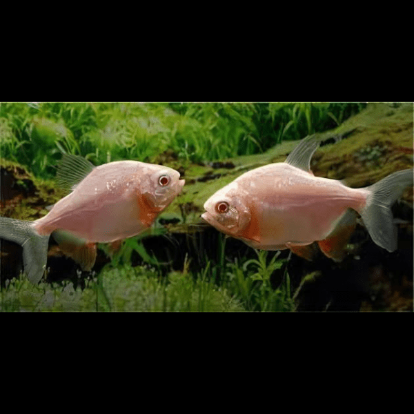 Albino Pacu Colossoma Brachypomum 4cm - Real Aquatics
