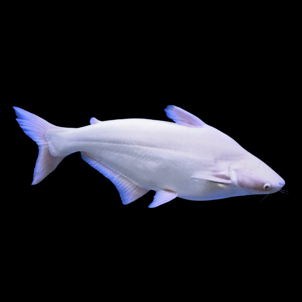 Albino Pangasius Catfish Pangasius Sutchi 5cm - Real Aquatics
