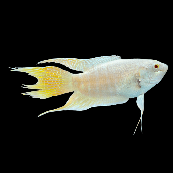 Albino Paradise Fish Macropodus Opercularis 4cm - Real Aquatics
