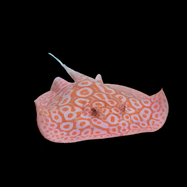 Freshwater Albino Pearl Stingray Potamotrygon Jabuti 20cm
