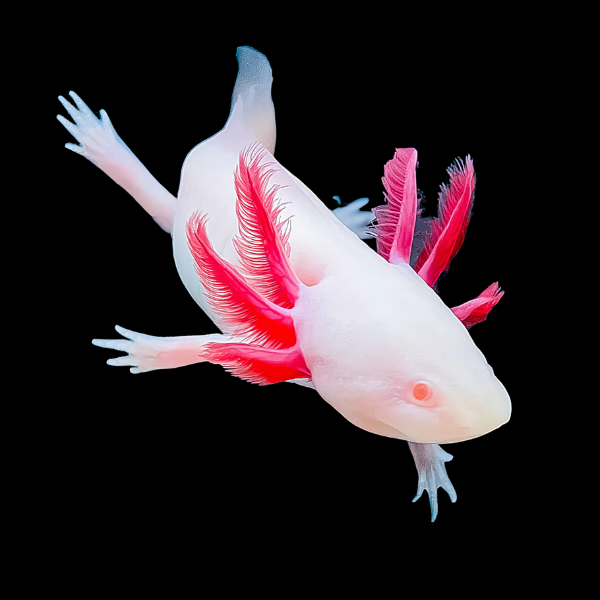 Albino Pink Red Eye Axolotl Ambystoma Mexicanum