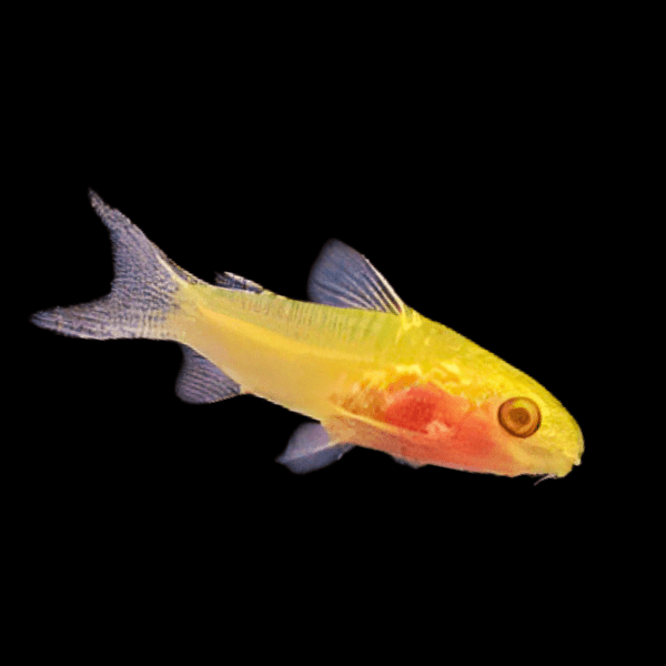 Albino Pygmy Corydoras Pygmaeus 1cm - Real Aquatics