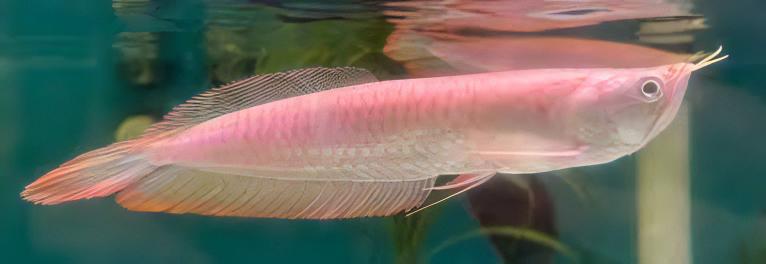 Albino Silver Arowana Osteoglossum Bicirrhosum 15cm - Real Aquatics