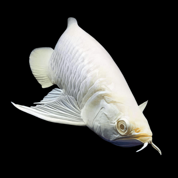 Albino Silver Arowana Osteoglossum Bicirrhosum 25cm - Real Aquatics
