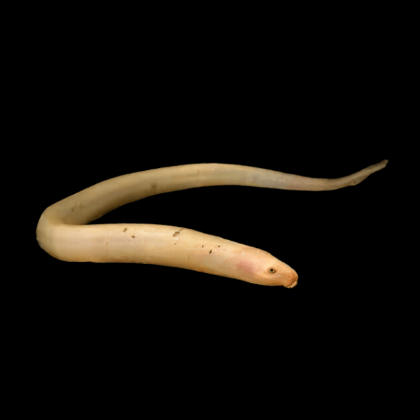 Albino Tulip Swamp Eel Monopterus Albinus 30cm - Real Aquatics