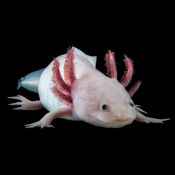 Albino White Black Eye Axolotl Ambystoma Mexicanum