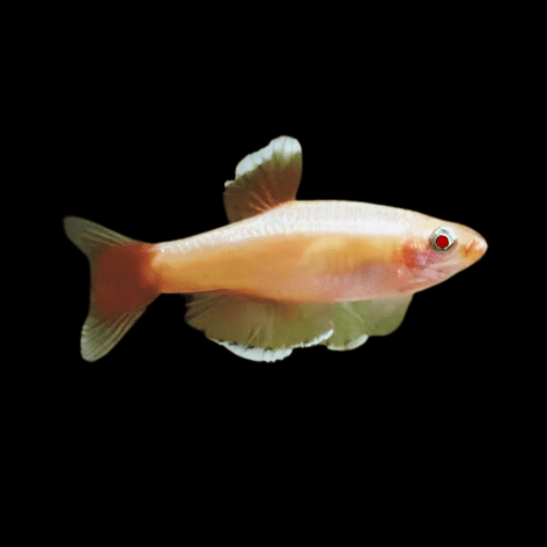 Albino White Cloud Mountain Minnow Tanichthys Albonubes 3cm - Real Aquatics