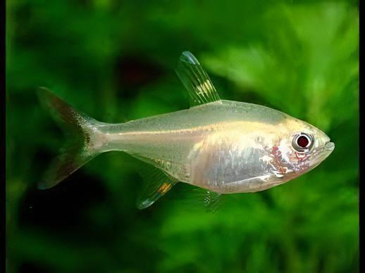 Albino X-Ray Tetra Pristella Maxillaris 2cm - Real Aquatics