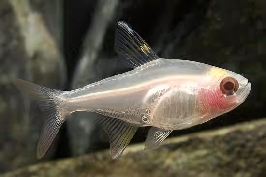 Albino X-Ray Tetra Pristella Maxillaris 2cm - Real Aquatics