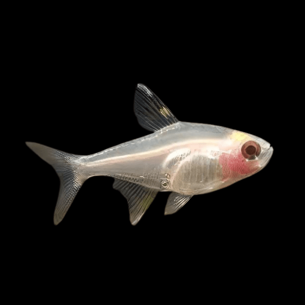 Albino X-Ray Tetra Pristella Maxillaris 2cm - Real Aquatics