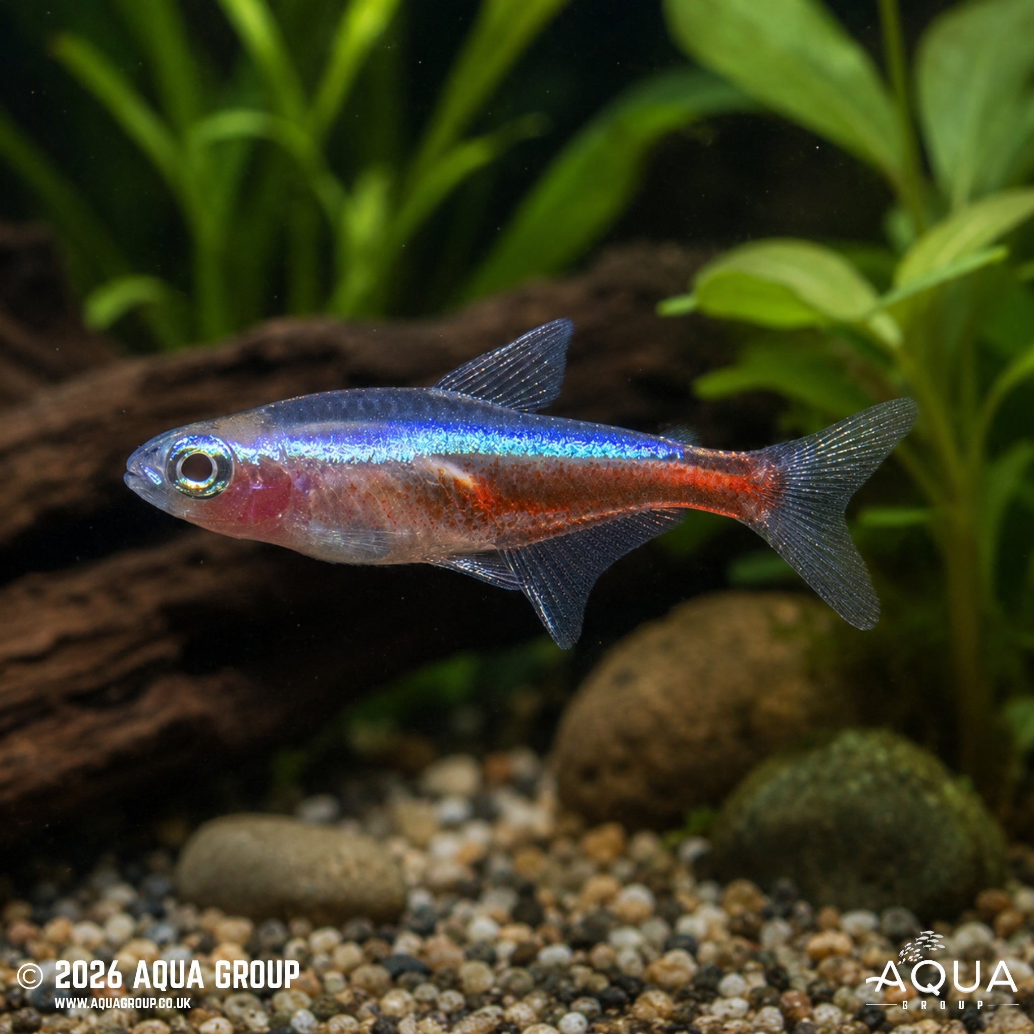 Albino Cardinal Tetra (Paracheirodon axelrodi)