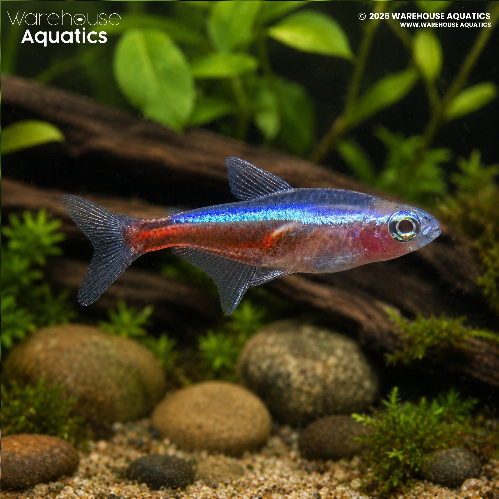 Albino Cardinal Tetra (Paracheirodon axelrodi)