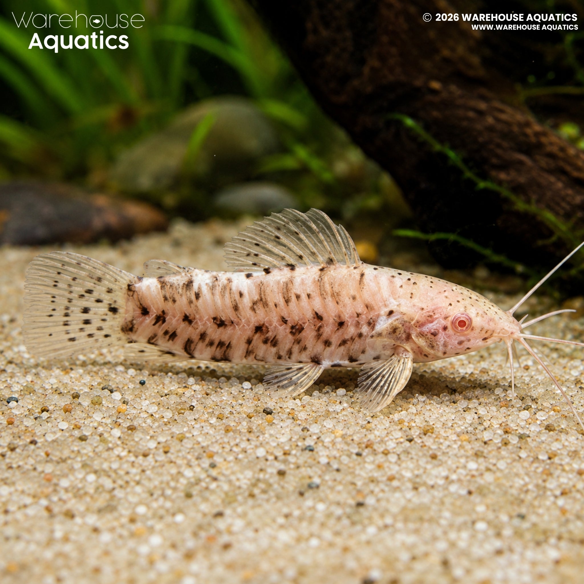Albino Hoplo Catfish (Megalechis thoracata)