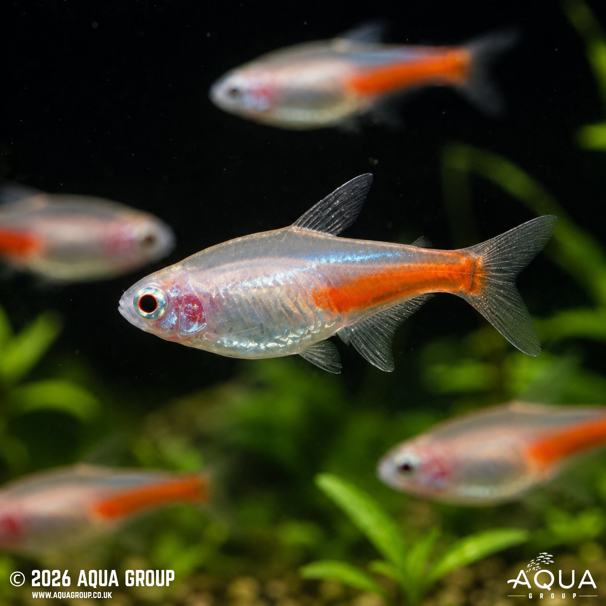 Albino Neon Tetra (Paracheirodon innesi)