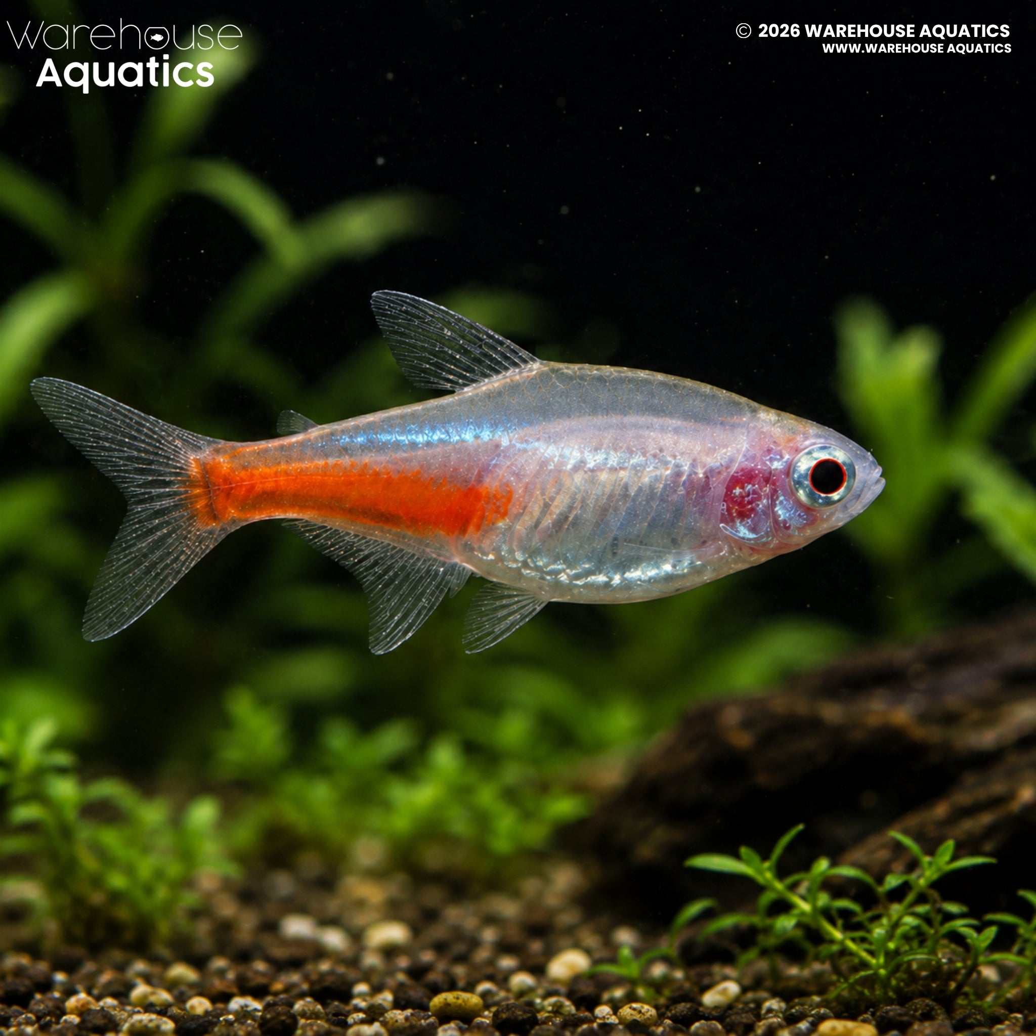 Albino Neon Tetra (Paracheirodon innesi)