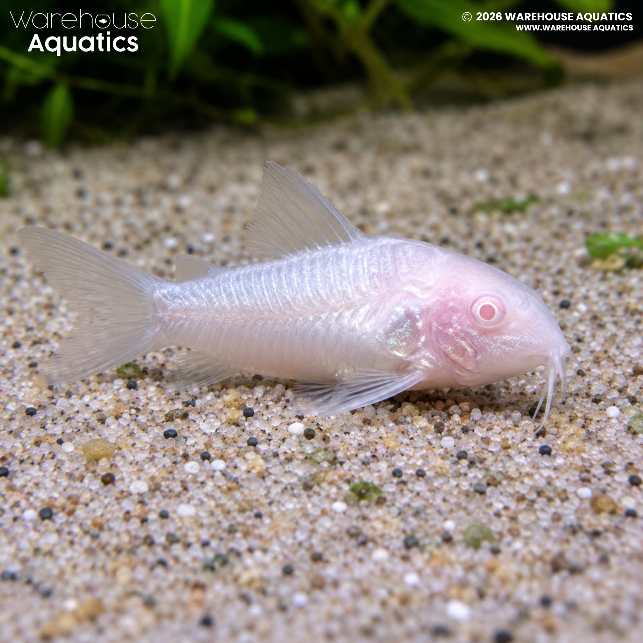 Albino Panda Cory (Hoplisoma panda)