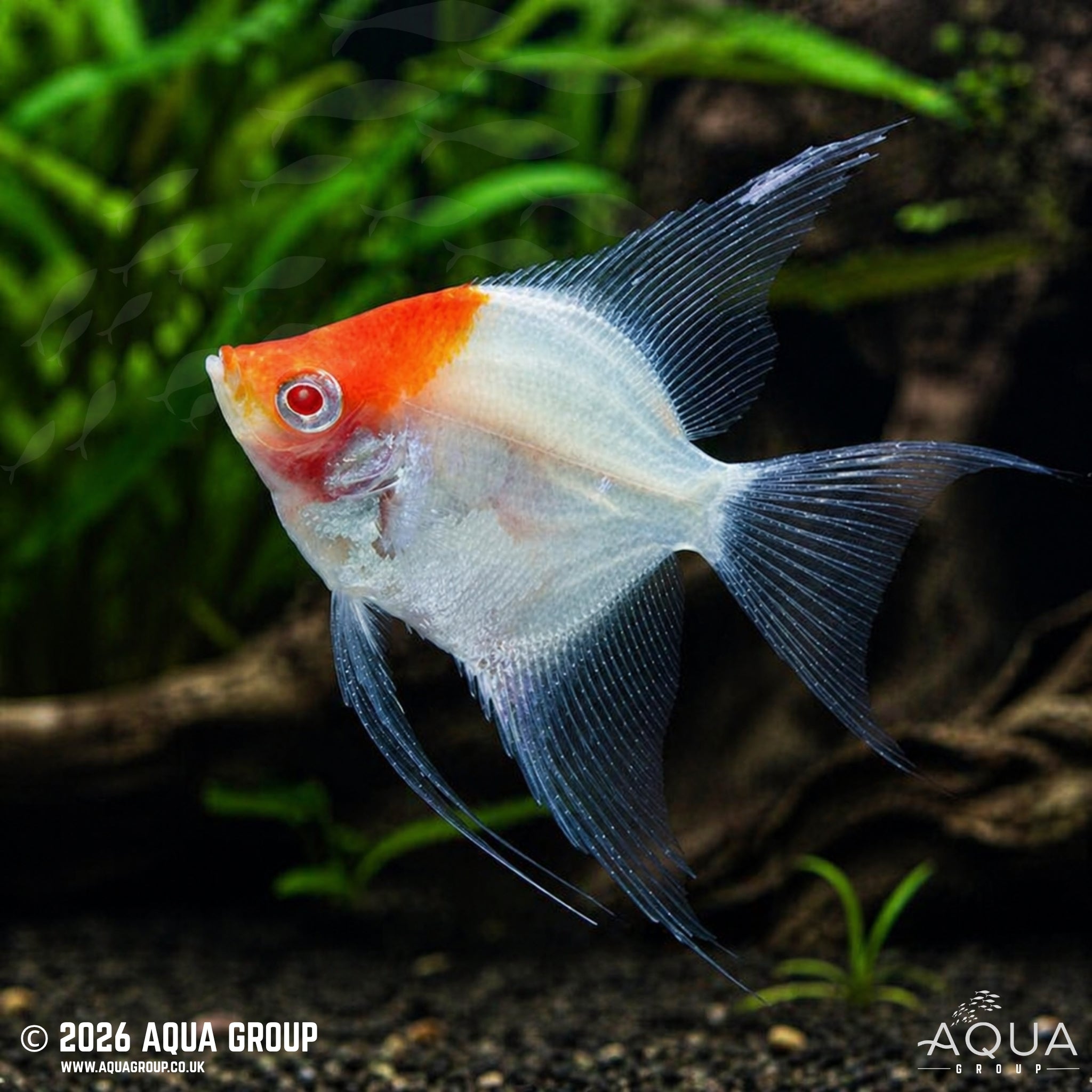 Albino Red Cap Angelfish (Pterophyllum scalare)