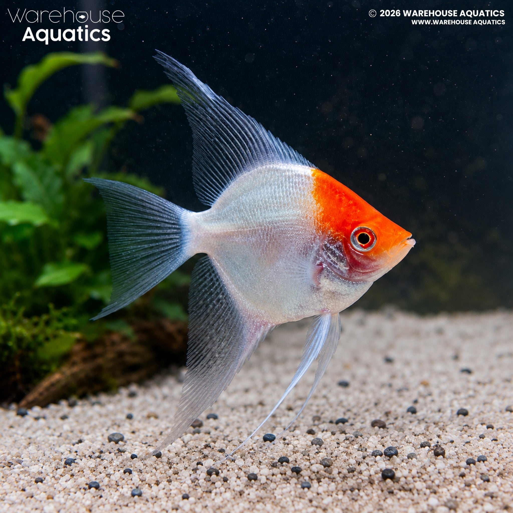 Albino Red Cap Angelfish (Pterophyllum scalare)