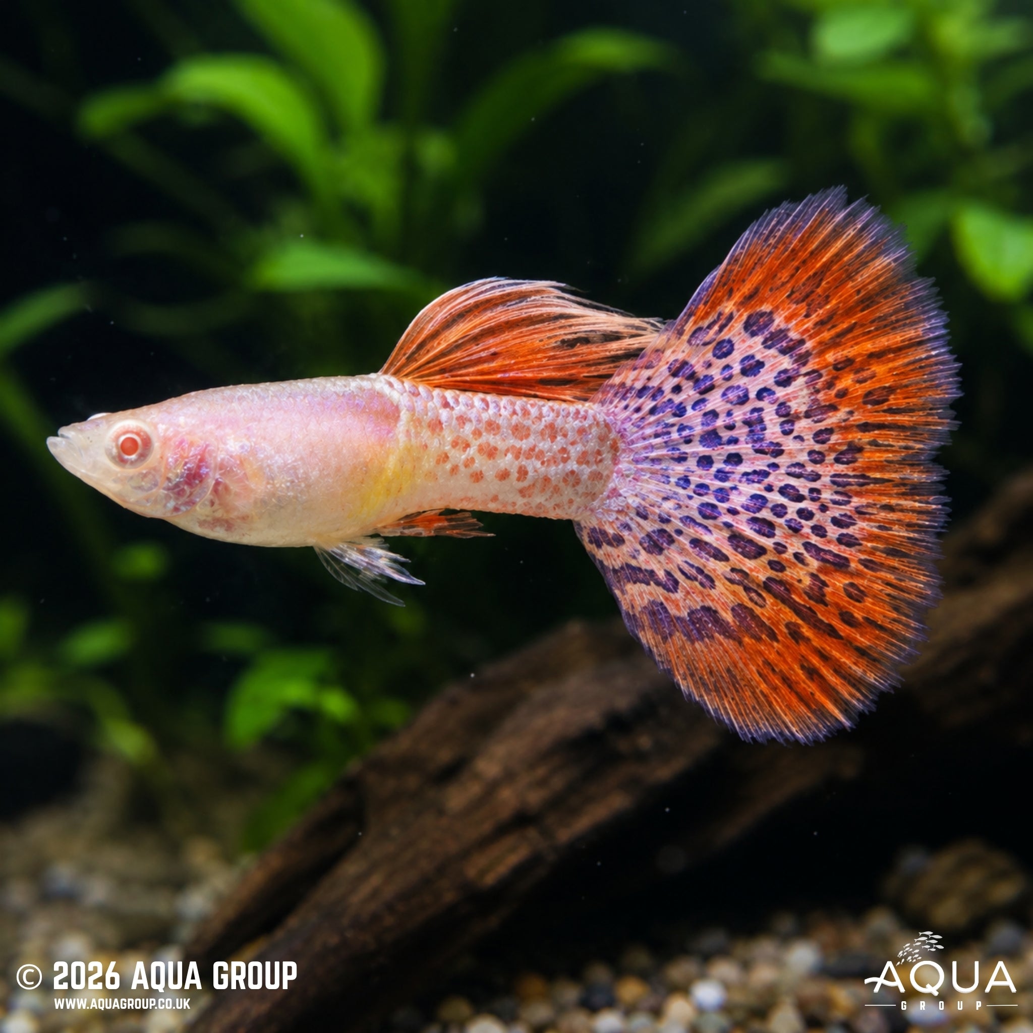 Albino Redlace Guppy (Poecilia reticulata)
