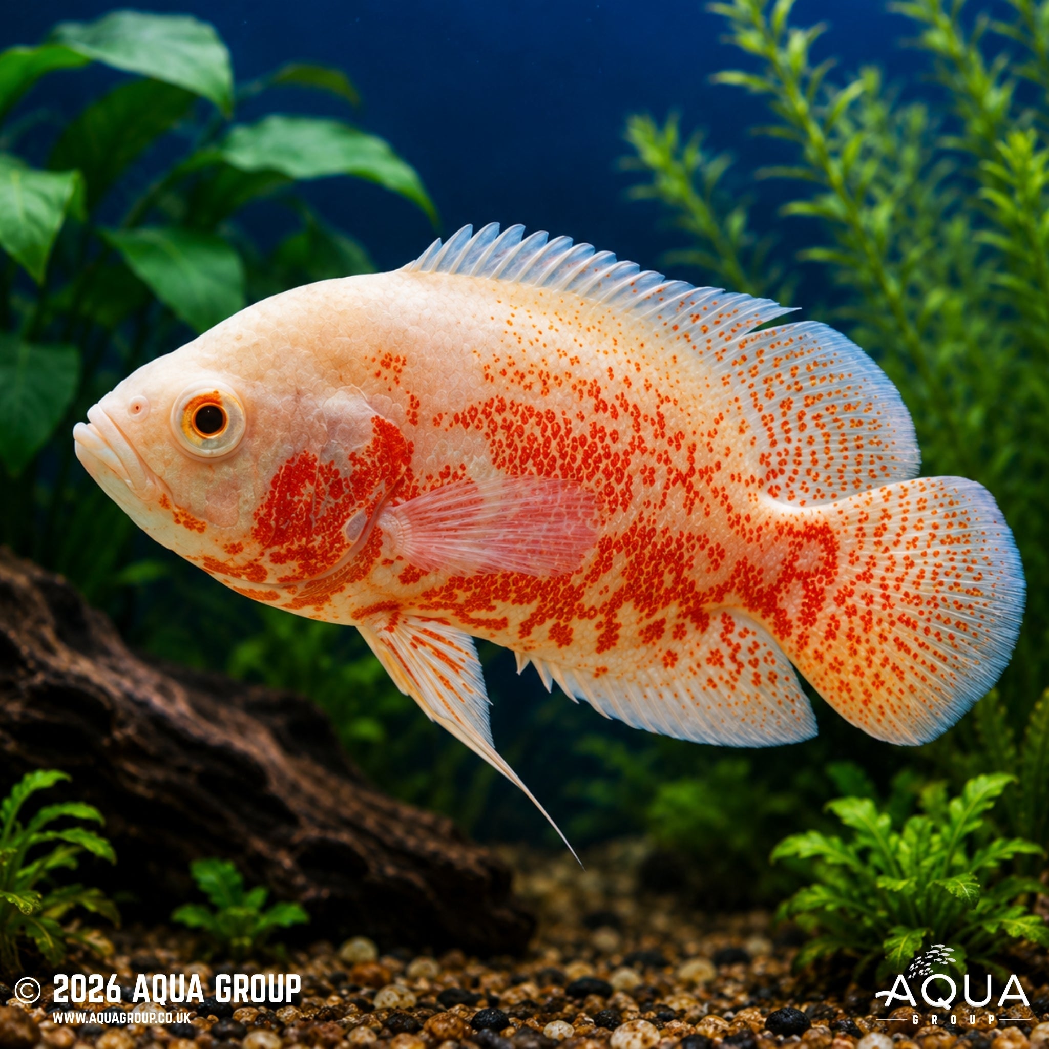 Albino Red Tiger Oscar (Astronotus ocellatus)