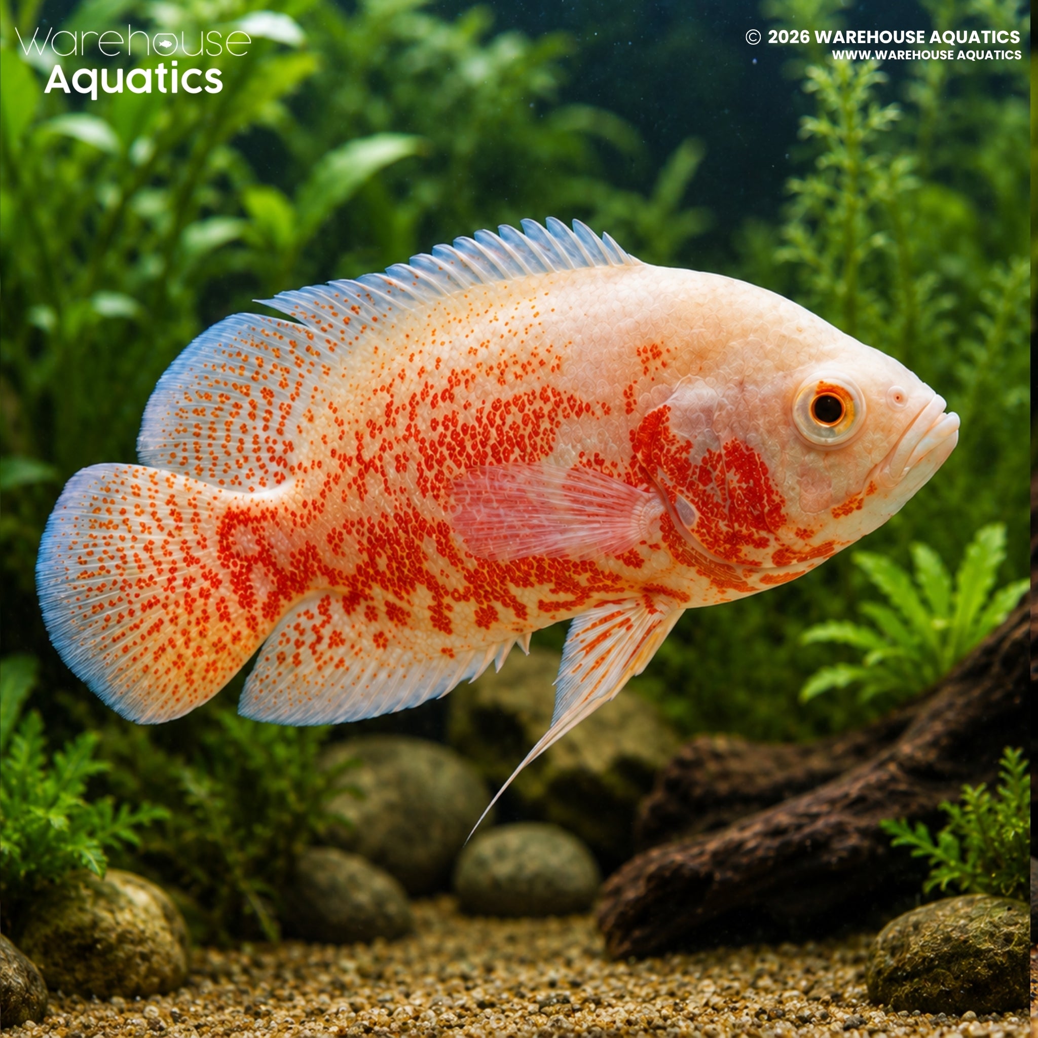 Albino Red Tiger Oscar (Astronotus ocellatus)
