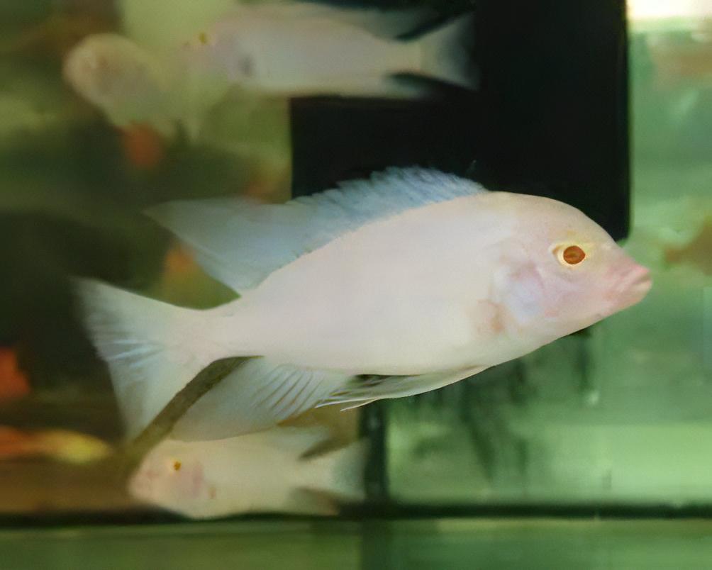 Haplochromis Albino Moorii Blue Dolphin Malawi African Cichlid
