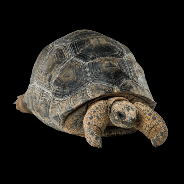 Aldabra Giant Tortoise Aldabrachelys Gigantea Juvenile - Real Aquatics