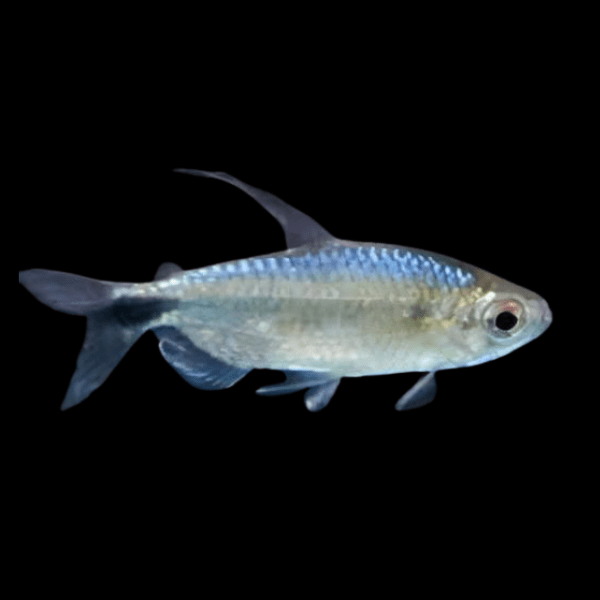 Alestes Blue Sheen Tetra Alestopetersius Smykalai 5cm - Real Aquatics