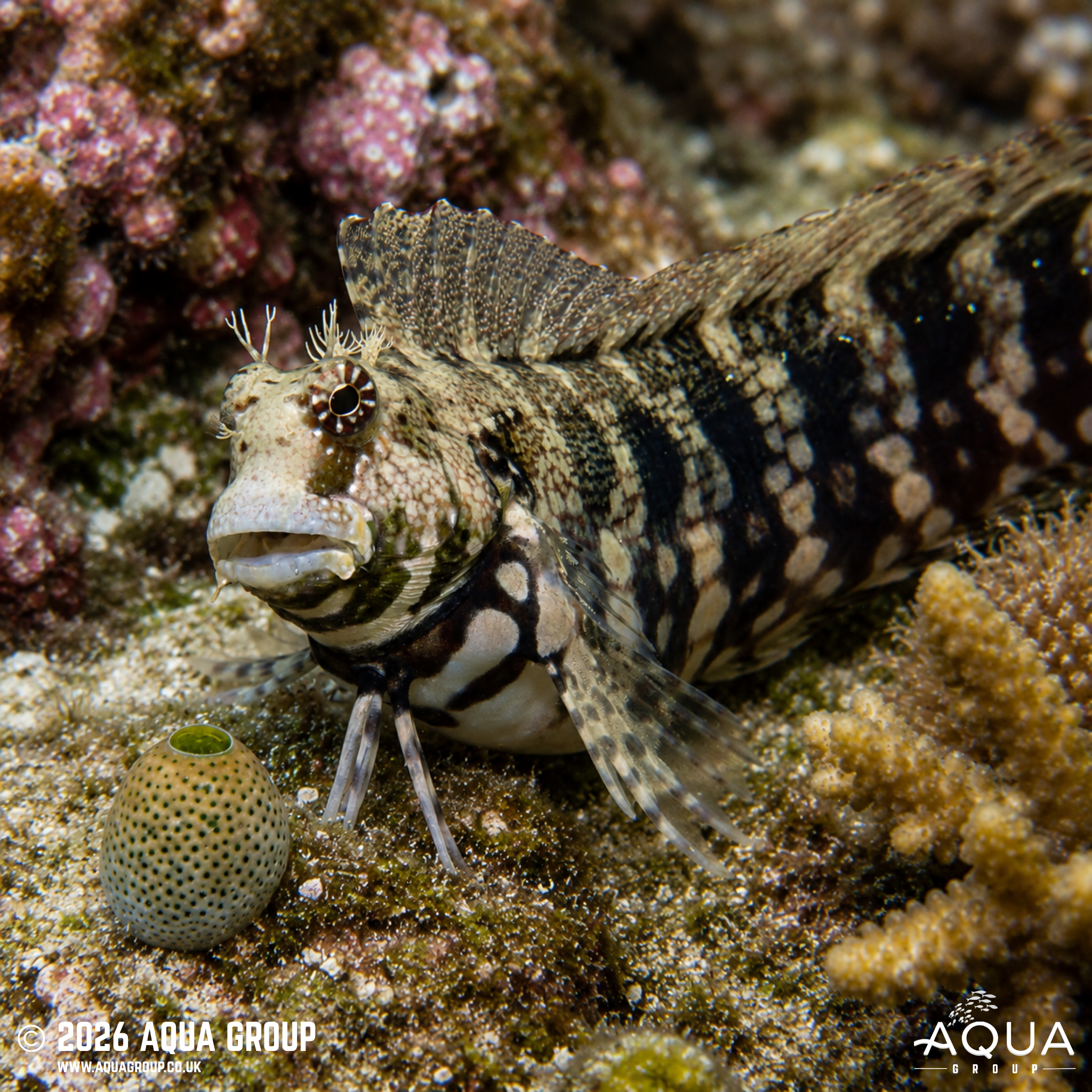 Algae Blenny (Salarias fasciatus)