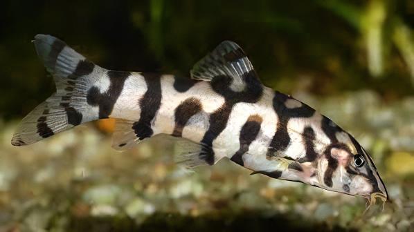 Almorha YoYo Loach Botia Lohachata 4cm - Real Aquatics