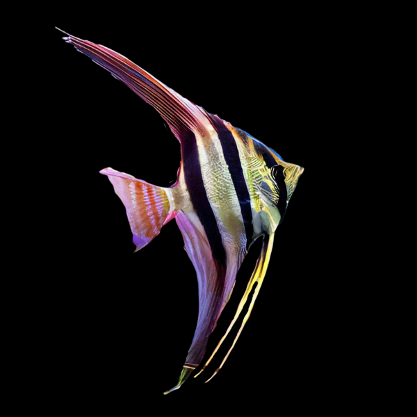 Altum Angelfish Orinoco Pterophyllum Altum 5cm