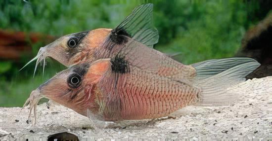 Amanda Jane Corydoras Amandajanea 4cm Catfish - Real Aquatics