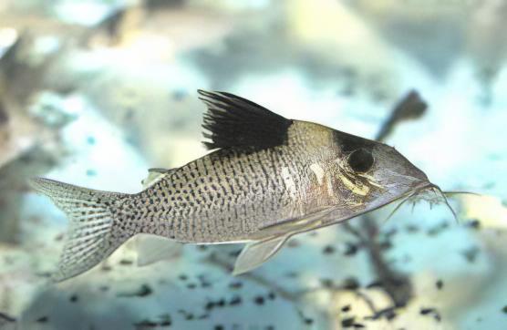 Amanda Jane Corydoras Amandajanea 4cm Catfish - Real Aquatics