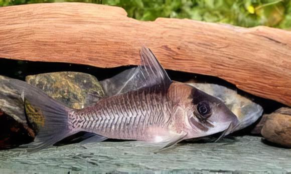Amanda Jane Corydoras Amandajanea 4cm Catfish - Real Aquatics