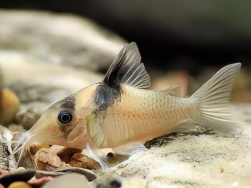 Amanda Jane Corydoras Amandajanea 4cm Catfish - Real Aquatics