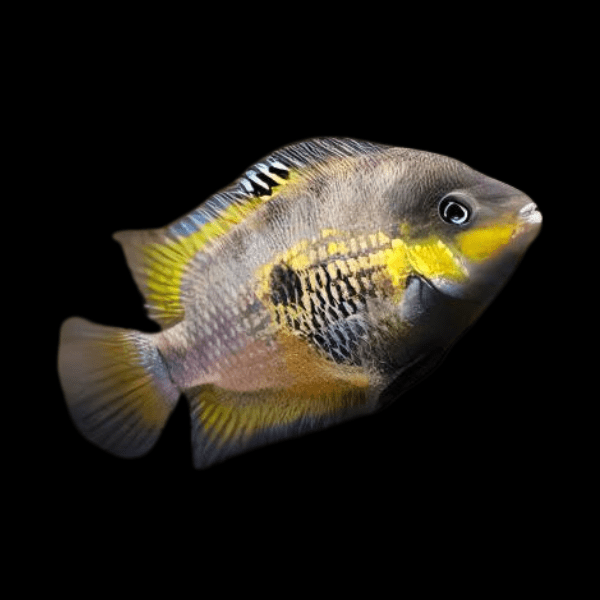 Amatitlania Myrnae Topaz Cichlid 5cm - Real Aquatics