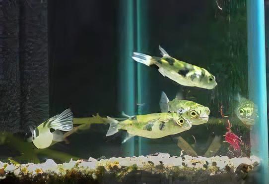 Amazon Pufferfish Colomesus Asellus 6cm - Real Aquatics