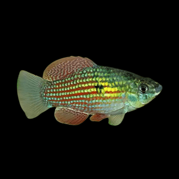 American Flagfish Jordanella Floridae 4cm - Real Aquatics