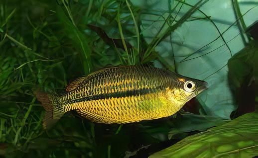 Ammeri Rainbow Fish Melanotaenia Ammeri 5cm - Real Aquatics