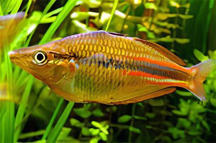 Ammeri Rainbow Fish Melanotaenia Ammeri 5cm - Real Aquatics