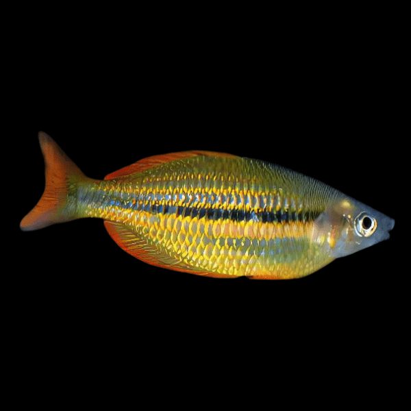 Ammeri Rainbow Fish Melanotaenia Ammeri 5cm - Real Aquatics