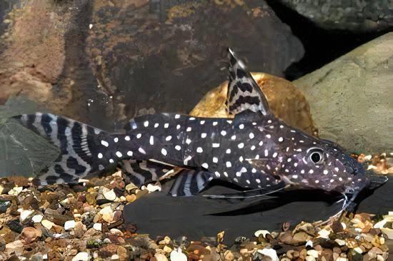 Angel Catfish Synodontis Angelicus