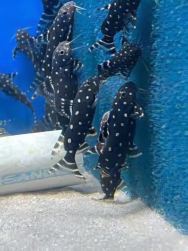 Angel Catfish Synodontis Angelicus
