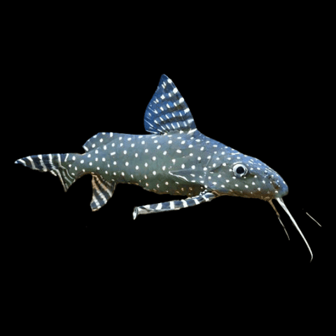 Synodontis