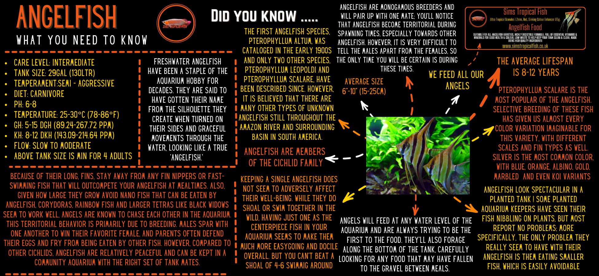Zebra Angelfish Pterophyllum Scalare - Real Aquatics