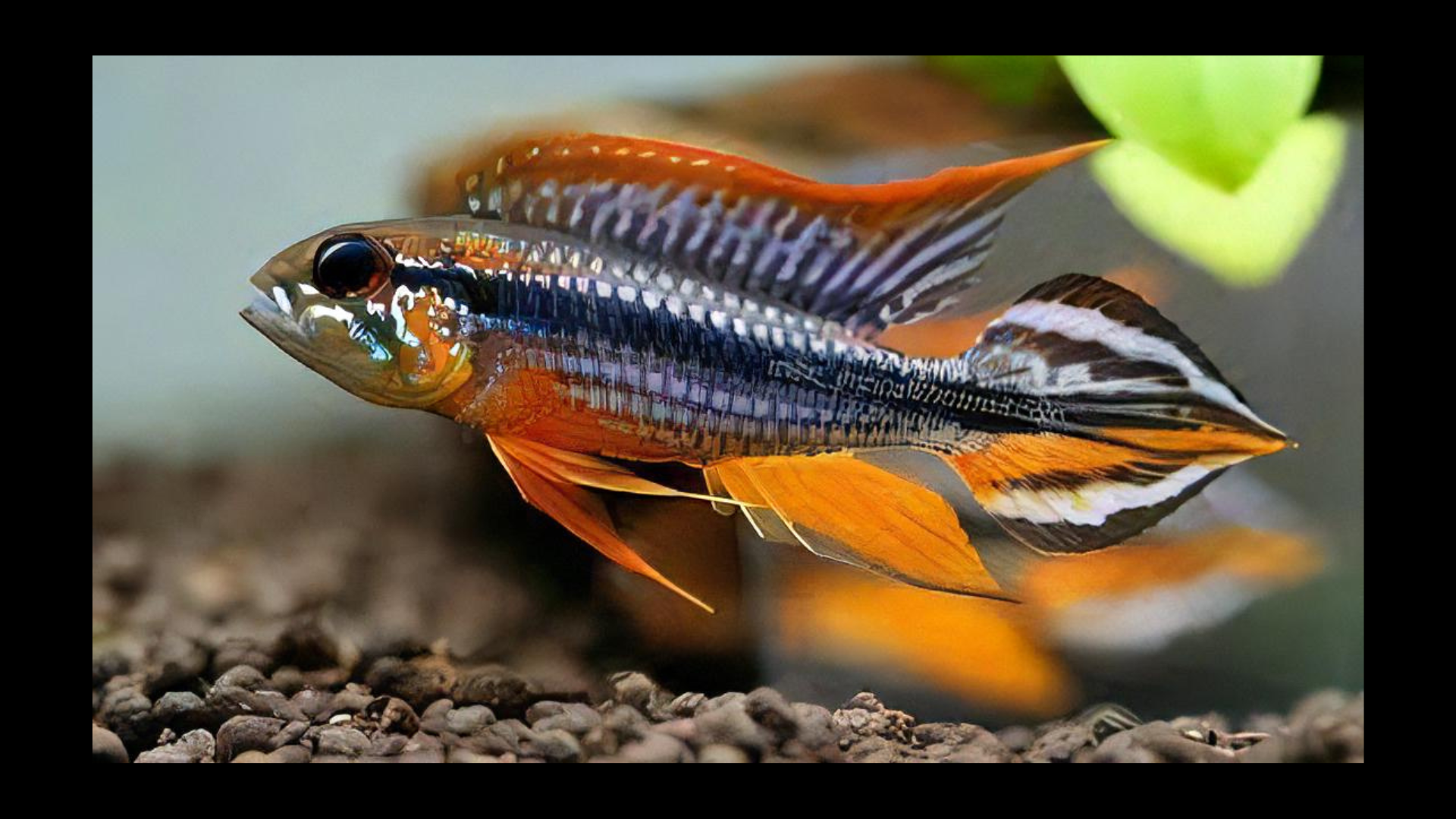 Apistogramma Agassizii 3cm