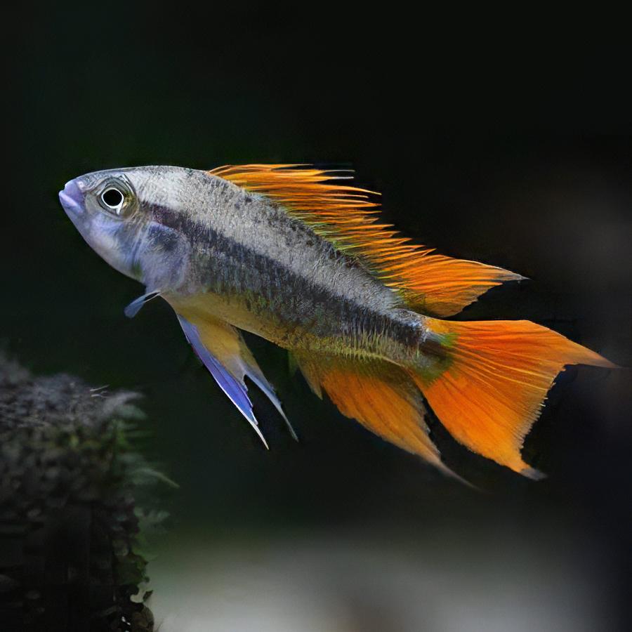 Apistogramma Cacatuoides Sunburst 3cm